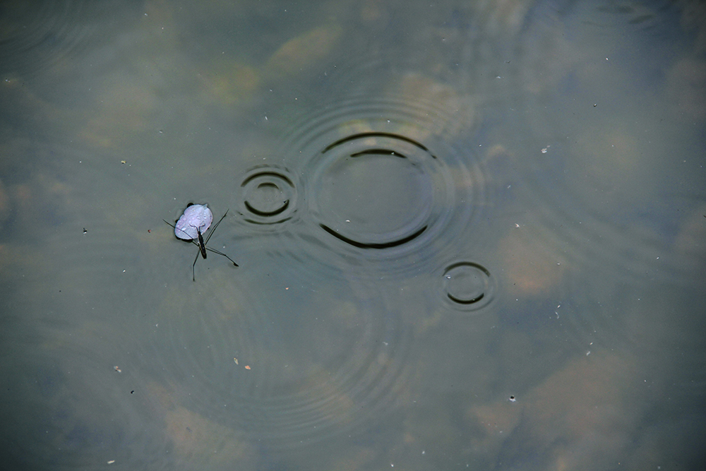 《 春雨海棠 》